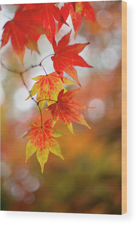 Westonbirt Wood Print featuring the photograph Japanese Maple Leaves #3 by Jacky Parker Photography