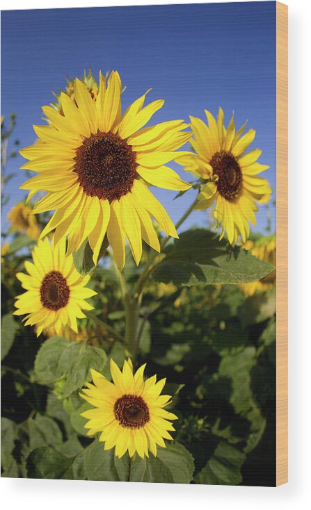 Scenics Wood Print featuring the photograph Sunflower Fields In Tuscany,italy #3 by Chris Cole