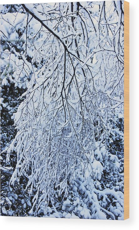 Rivington Wood Print featuring the photograph 30/01/19 RIVINGTON. Snow Covered Branches. by Lachlan Main