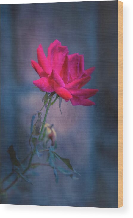 Rose Wood Print featuring the photograph Rose of Summer by Allin Sorenson