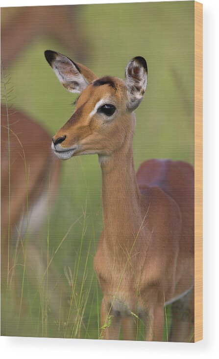 Impala (aepyceros Melampus) Wood Print featuring the photograph 743-465 by Robert Harding Picture Library