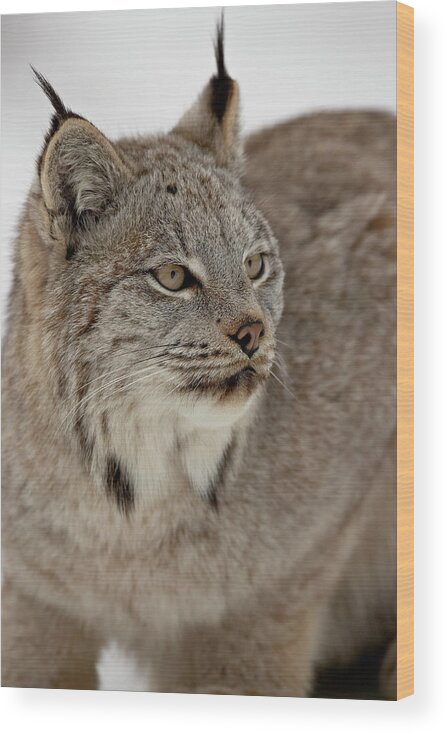 Canadian Lynx (lynx Canadensis) In Snow In Captivity Wood Print featuring the photograph 764-1779 by Robert Harding Picture Library
