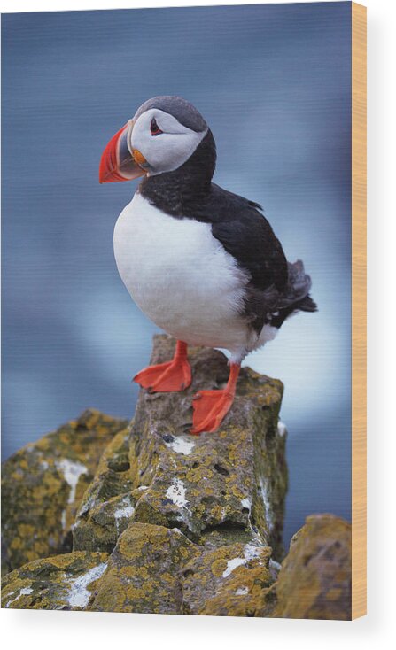 Puffin (fratercula Arctica) At Latrabjarg Wood Print featuring the photograph 770-1560 by Robert Harding Picture Library
