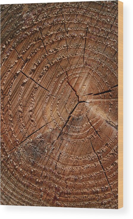 Aging Process Wood Print featuring the photograph A Close Up Of Tree Rings by Sabine Davis