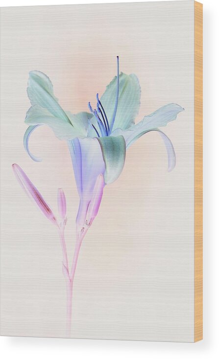 Flowers Wood Print featuring the photograph A Contemporary, Psychedelic Looking Day by Tony Zuvela