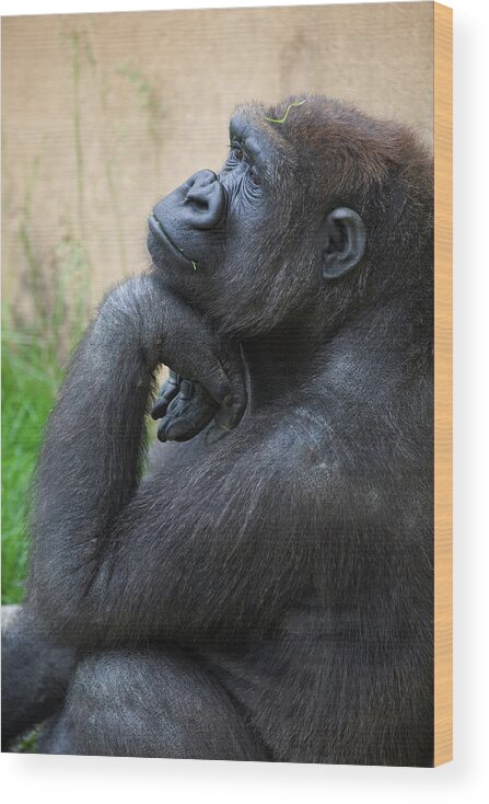 Three Quarter Length Wood Print featuring the photograph A Gorilla Sits In A Thinking Position by Michael Interisano / Design Pics