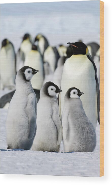 Emperor Penguin Wood Print featuring the photograph A Group Of Emperor Penguins Standing On by Mint Images - David Schultz
