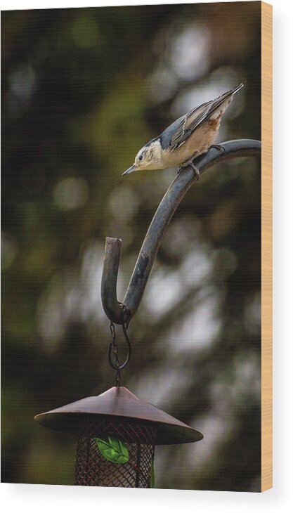 Passeriformes Wood Print featuring the photograph A Rare Pause by Onyonet Photo studios