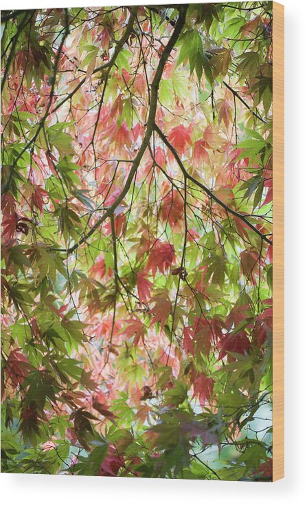 Tranquility Wood Print featuring the photograph Acer Glade by Brianhaslam