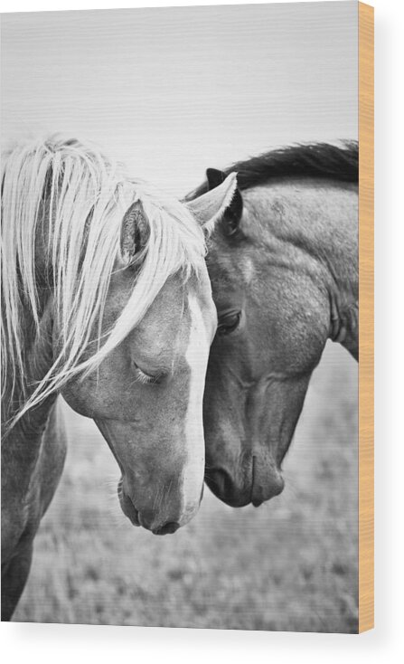 Blackandwhite Wood Print featuring the photograph Affectionate Quarter Horses In Black by Ken Gillespie Photography