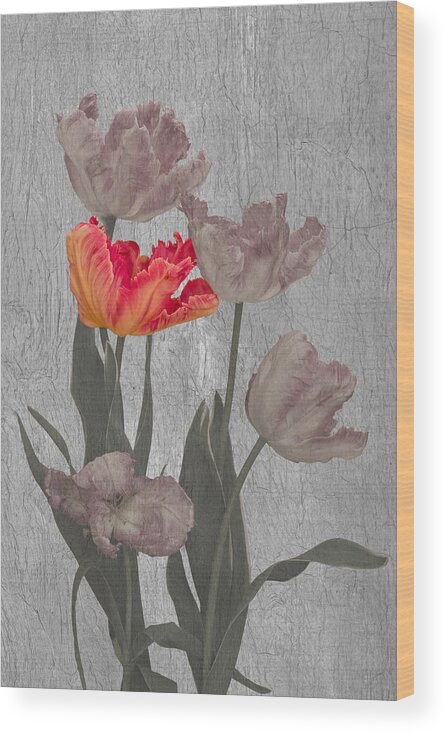 Tulip Wood Print featuring the photograph Aflame by Richard Urbanski