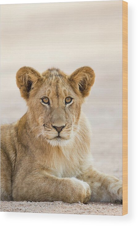 Sebastian Kennerknecht Wood Print featuring the photograph African Lion Cub In Kafue National Park by Sebastian Kennerknecht