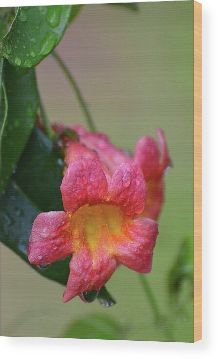 Trimpet Vine Wood Print featuring the photograph After the Rain by Jerry Griffin