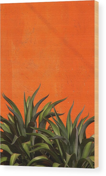 Agave Wood Print featuring the photograph Agave Cactus, Vivid Orange Stucco Wall by 1photodiva