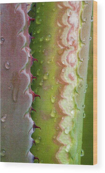 Jeff Foott Wood Print featuring the photograph Agave Leaf With Dew by Jeff Foott