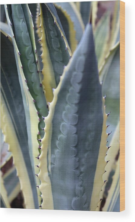 Desert Botanical Garden Wood Print featuring the photograph Agave Plant Abstract by David T Wilkinson