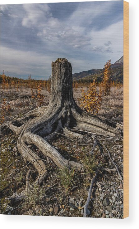 Alaska Wood Print featuring the photograph Age-Old Stump by Fred Denner
