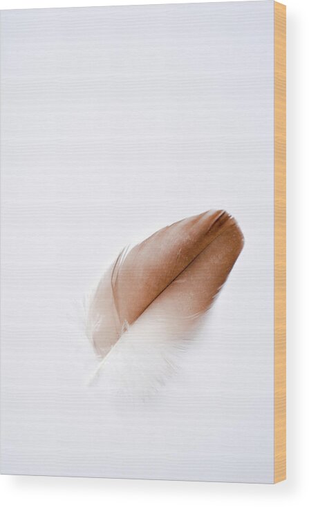 Feather Photograph Wood Print featuring the photograph Air by Michelle Wermuth