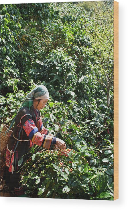 Working Wood Print featuring the photograph Akha Coffee Harvest by Oneclearvision