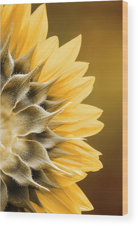 Sunflower Wood Print featuring the photograph Amber Sunflower by Christina Rollo