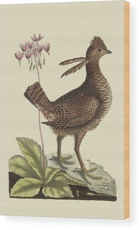 Nature Wood Print featuring the painting Amercan Partridge by Mark Catesby