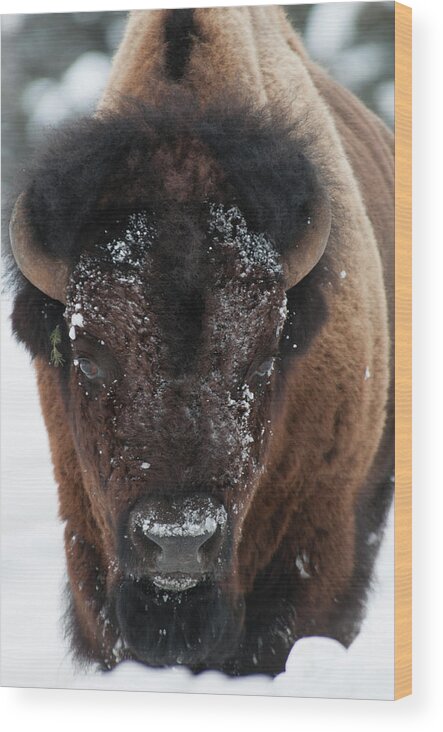 Bison Wood Print featuring the photograph American Bison - Winter in Yellowstone by Frank Madia