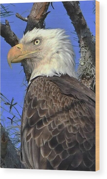 American Eagle On The Rainbow Wood Print featuring the photograph American Eagle on the Rainbow by Jack Cushman
