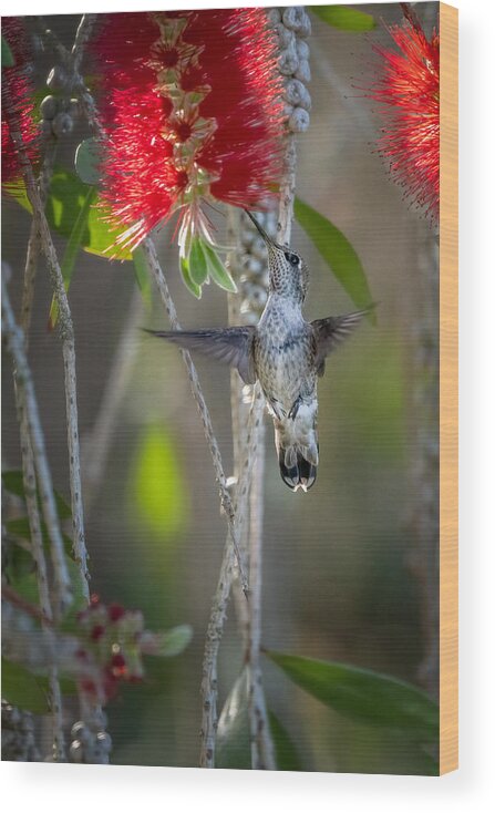 #bird Wood Print featuring the photograph An Angel by Jin Park