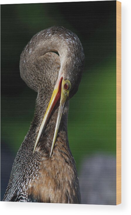 Anhinga Trail Wood Print featuring the photograph Anhinga combing Feathers by Donald Brown