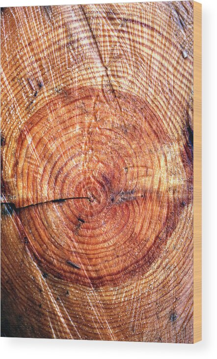 Built Structure Wood Print featuring the photograph Annual Rings by John Foxx