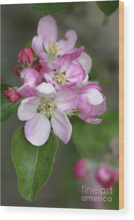 Malus X Domestica Wood Print featuring the photograph Apple Blossom (malus X Domestica) by Dr Keith Wheeler/science Photo Library