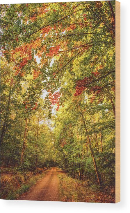 Autumn Wood Print featuring the photograph Autumn Colorful Path by Philippe Sainte-Laudy