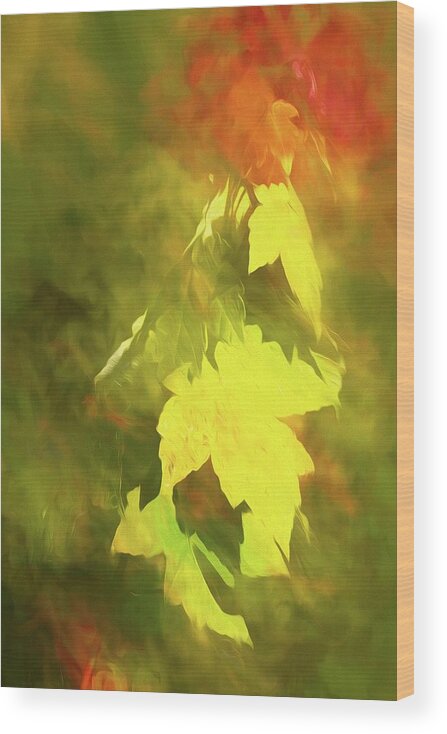 Orange Wood Print featuring the photograph Autumn Leaves No 2 by Steve DaPonte