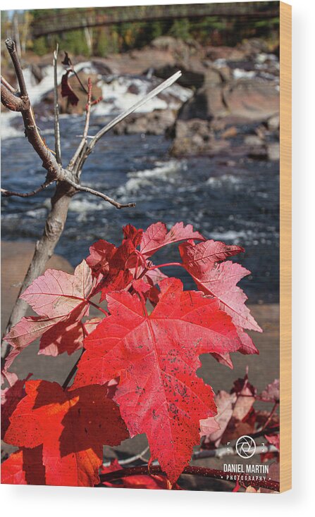 Red Wood Print featuring the photograph Autumn Red by Daniel Martin