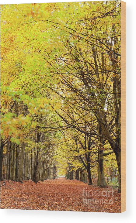 Autumn Wood Print featuring the photograph Avenue of autumn trees with golden leaves by Simon Bratt