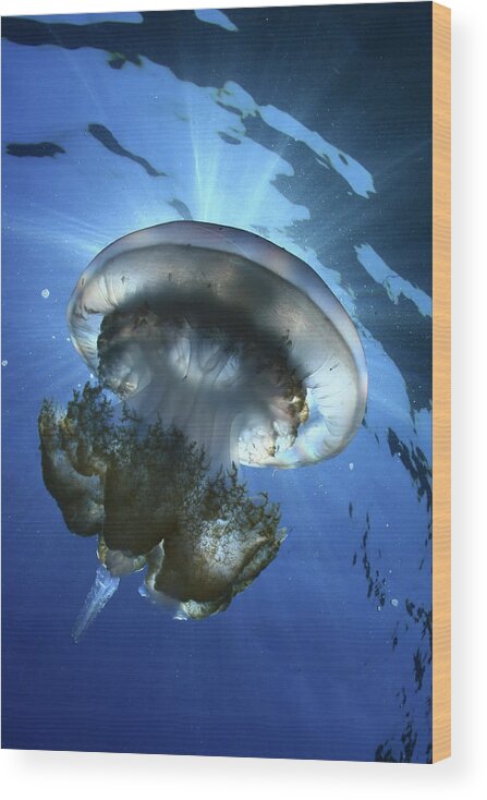 Underwater Wood Print featuring the photograph Backlight With Jellyfish by 548901005677