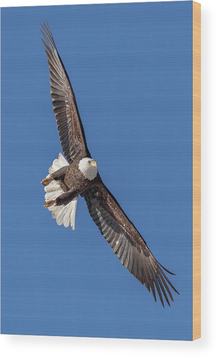 Bald Eagle Wood Print featuring the photograph Bald Eagle Intercepts the Approach Vector by Tony Hake