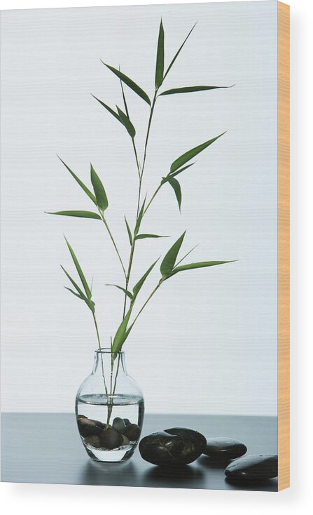 Bamboo Wood Print featuring the photograph Bamboo by Monica Rodriguez