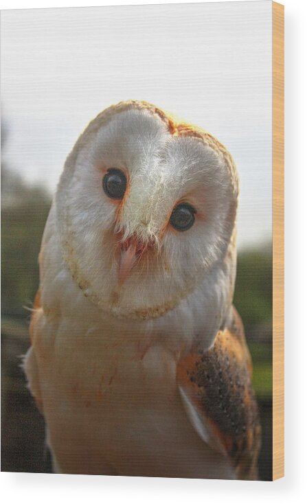 • Robins Nest Feeding Bird’s Chick’s Brood 4 Chicks’ Worms Robin Redbreast Female Male Feeding Time Spring First Brood Red Robin Trees Babies Baby Nesting Barn Owl Face Hoot “those Who Drink Whiskey With The Owls At Night Wood Print featuring the photograph Barn Owl by David Matthews
