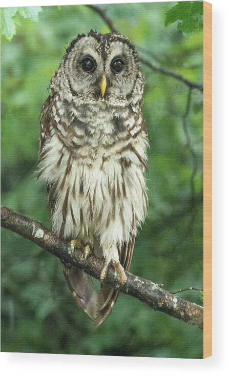 Barred Owl Wood Print featuring the photograph Barred Owl by Minnie Gallman