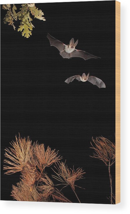 Infrared Wood Print featuring the photograph Bats And Halloween by Nicols Merino