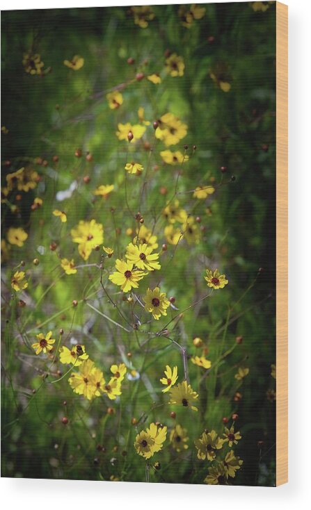 Flower Wood Print featuring the photograph Beautiful Tickseed Flowers by T Lynn Dodsworth