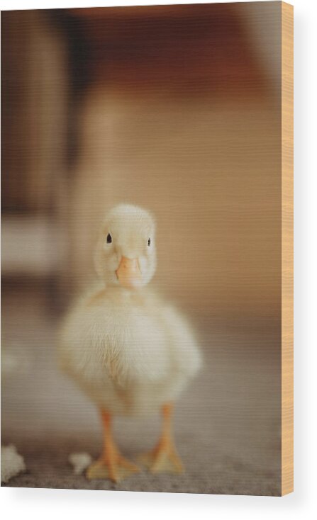 Agriculture Wood Print featuring the photograph Beautiful Yellow Baby Duck Portrait. by Cavan Images