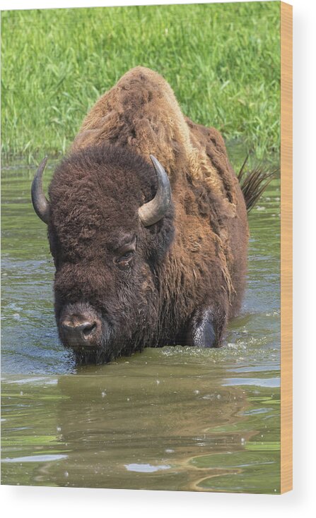 America Wood Print featuring the photograph Bison Bathing by Ivan Kuzmin