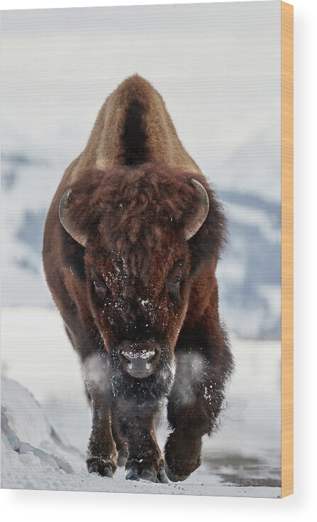 Bison Wood Print featuring the photograph Bison Incoming by Peter Hudson