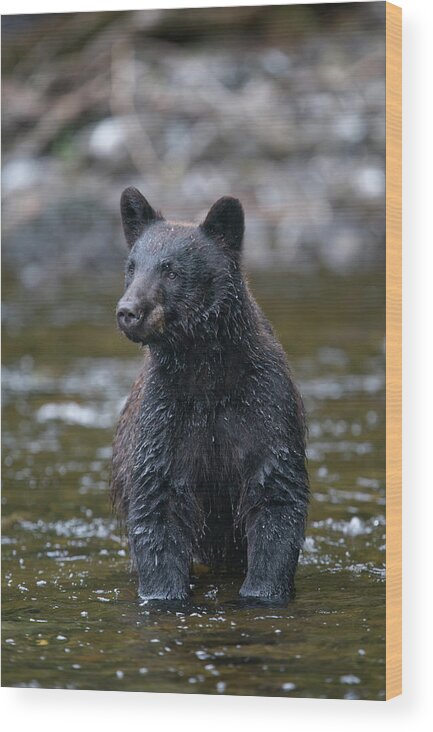 American Black Bear Wood Print featuring the photograph Black Bear In Salmon Stream, Alaska by Paul Souders