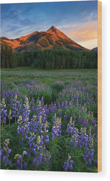 Wildflowers Wood Print featuring the photograph Blooming Season by Mei Xu