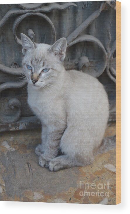 Cat Wood Print featuring the photograph Blue Eyed by Thomas Schroeder