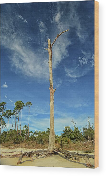 Blue Sky Wood Print featuring the photograph Blue Skies and Broken Branches by Maggy Marsh