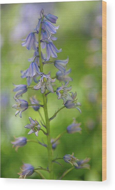 Flower Wood Print featuring the photograph Bluebell by Minnie Gallman